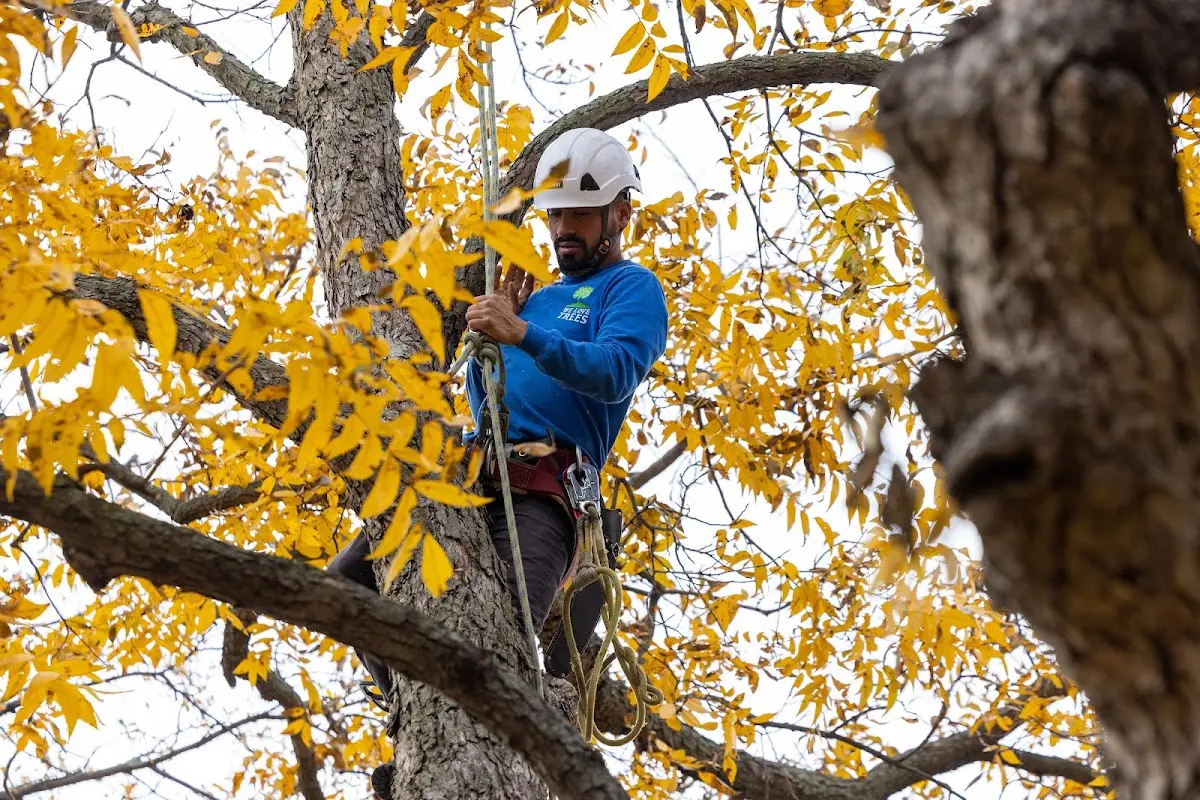 Skilled Tree Planing crew working in Nashville